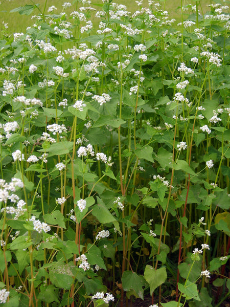 buckwheat image##Photo: Dalgial##https://commons.wikimedia.org/wiki/File:%EB%A9%94%EB%B0%80.JPG#/media/File:%EB%A9%94%EB%B0%80.JPG