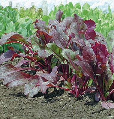 Bull’s Blood Organic beet image####