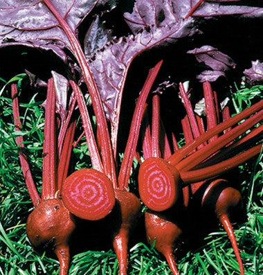 Bull’s Blood Organic beet image####