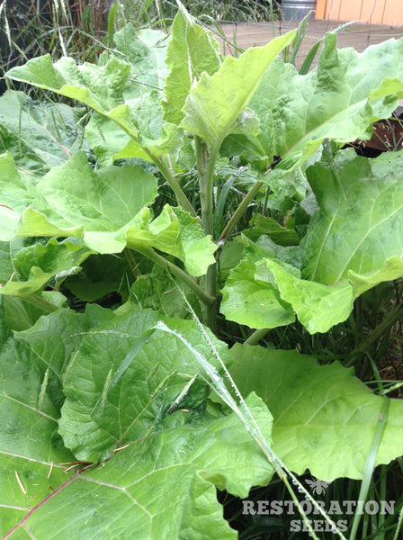burdock, common image####