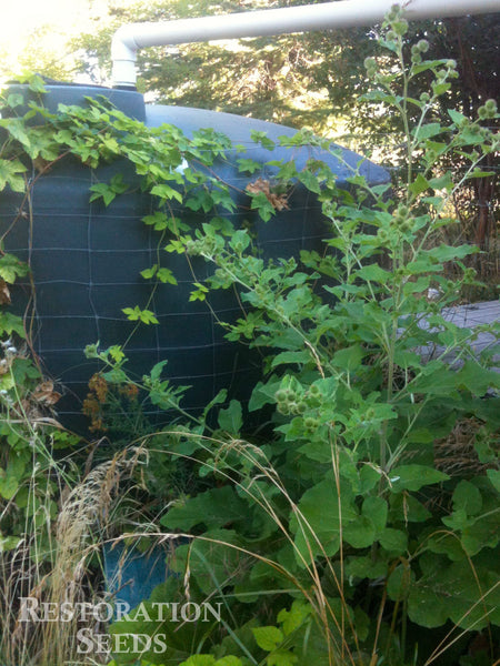 burdock, common image####