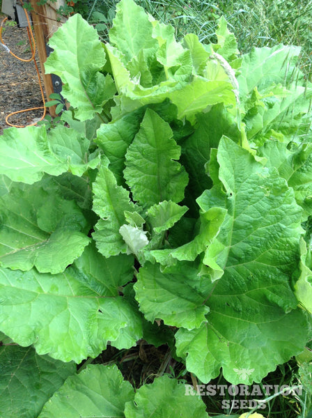 burdock, common image####