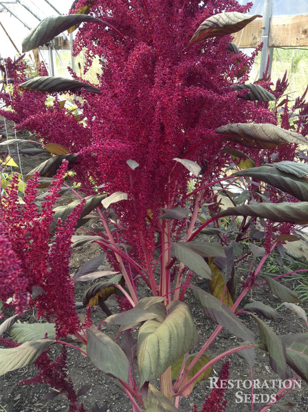 Burgundy amaranth image####