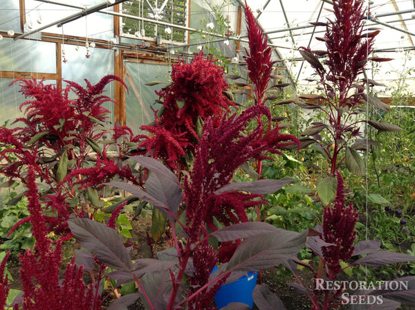 Burgundy amaranth image####