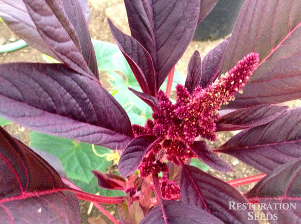 Burgundy amaranth image####