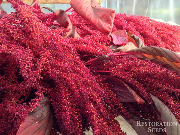 organic amaranth seeds for planting Burgundy