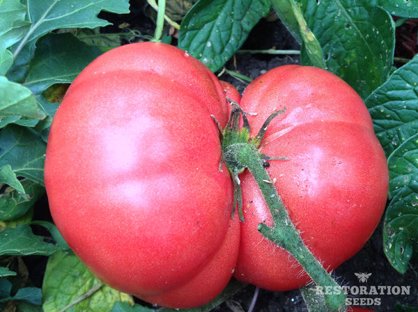Burpee’s Dwarf Giant tomato image####