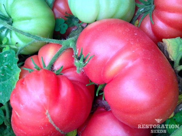 Burpee’s Dwarf Giant tomato image####