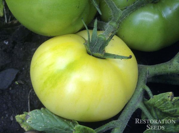 Burpee’s Golden Dwarf Champion tomato image####
