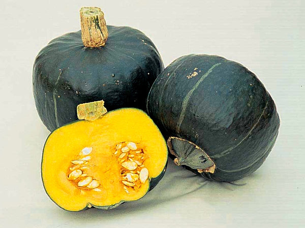 Buttercup (Burgess Strain) winter squash maxima image####