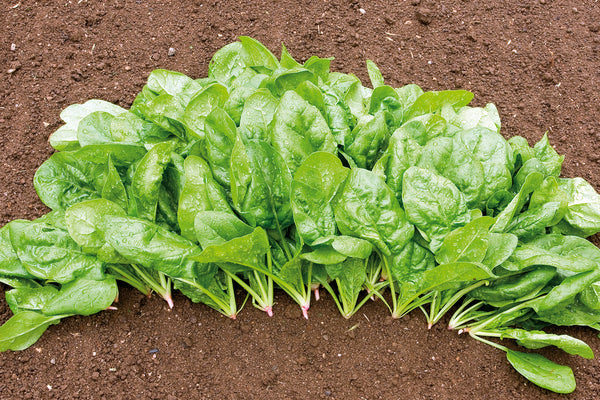 Butterflay spinach image####