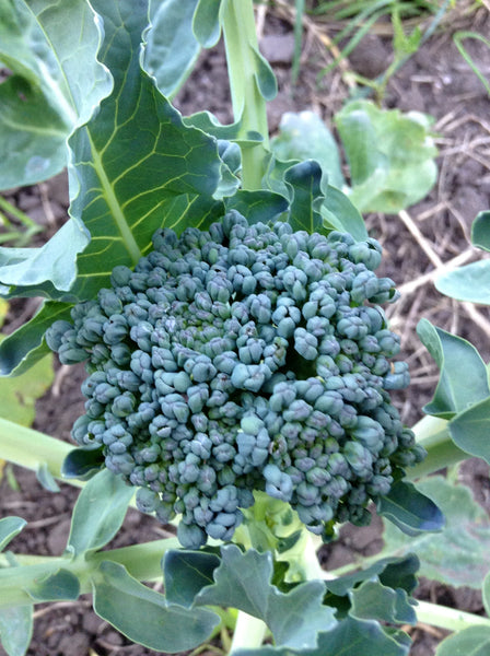 Calabrese broccoli image####