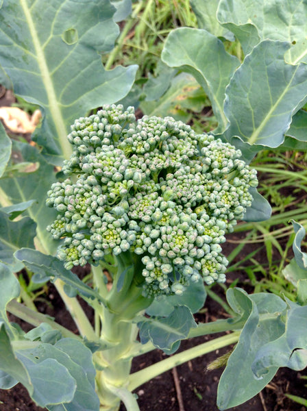 Calabrese Organic broccoli image####