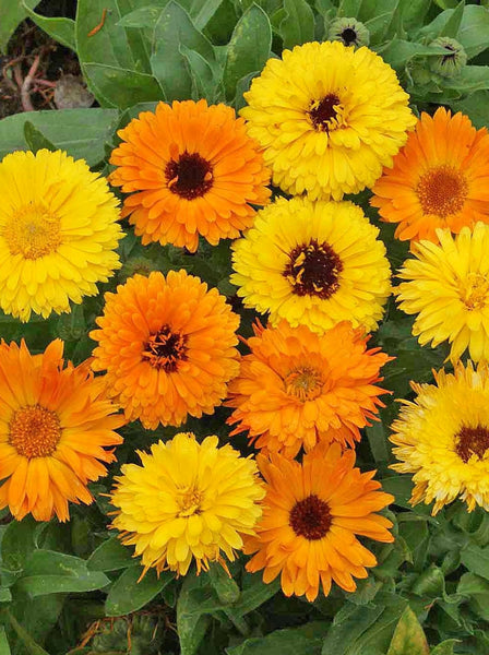 Mix calendula image####