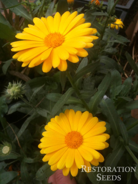 Mix calendula image####