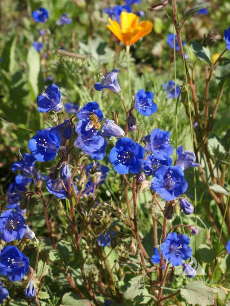 california bluebell image####