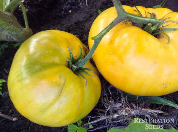Candy's Old Yellow tomato image####