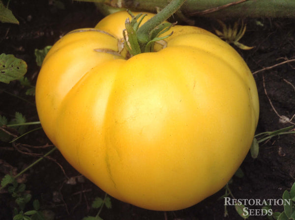 Candy's Old Yellow tomato image####