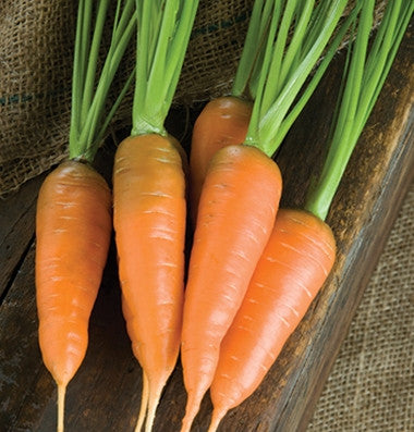 Caracas carrot image####