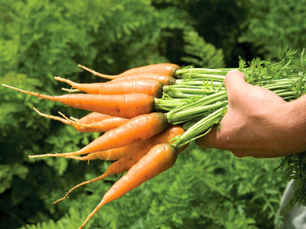 Caracas carrot image####