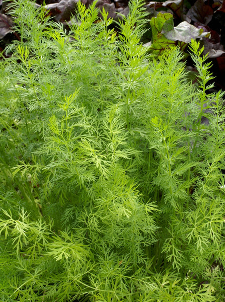caraway