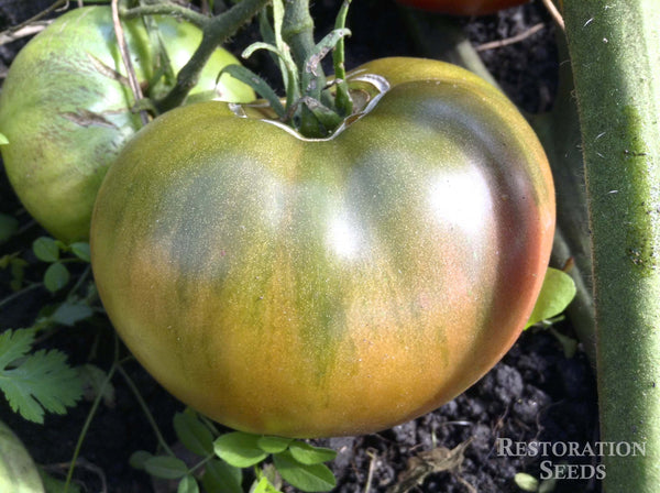 Carbon tomato image####