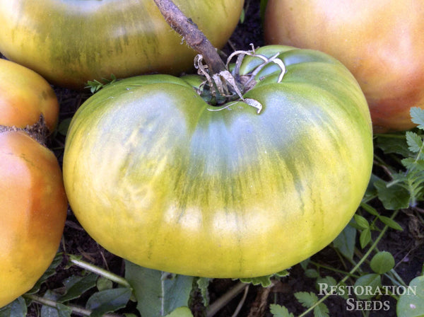 Carbon tomato image####