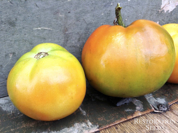 Carbon tomato image####