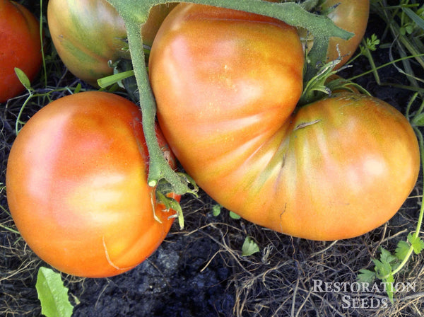 Carbon tomato image####