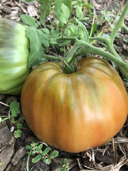 Carol Chyko's Big Paste Black tomato image####