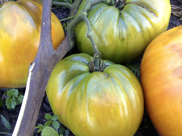 Carol Chyko's Big Paste Black tomato image####