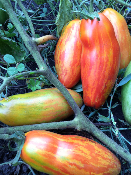 Casady's Folly tomato image####