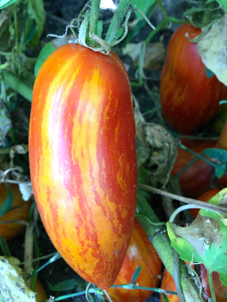 Casady's Folly tomato image####