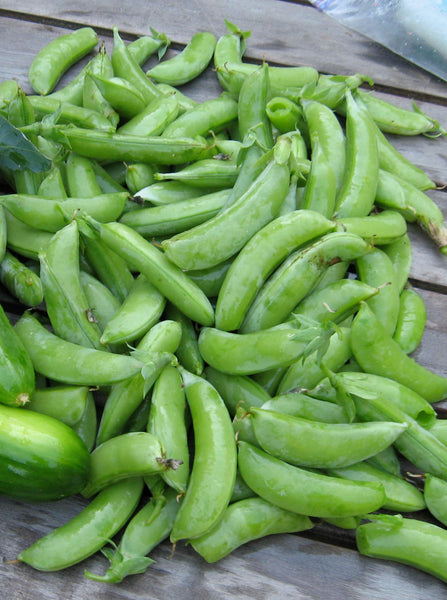 Cascadia Organic pea image####