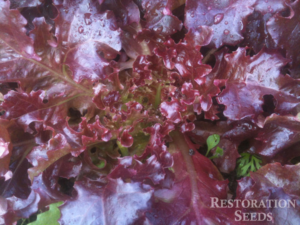 Cerise lettuce image####