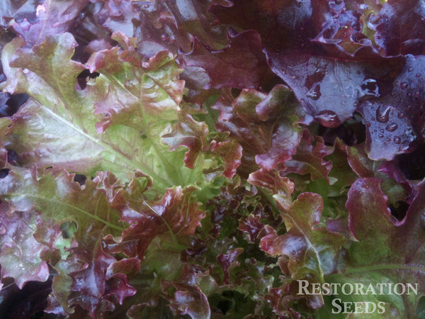 Cerise lettuce image####