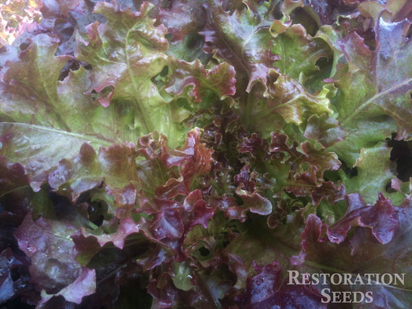 Cerise lettuce image####