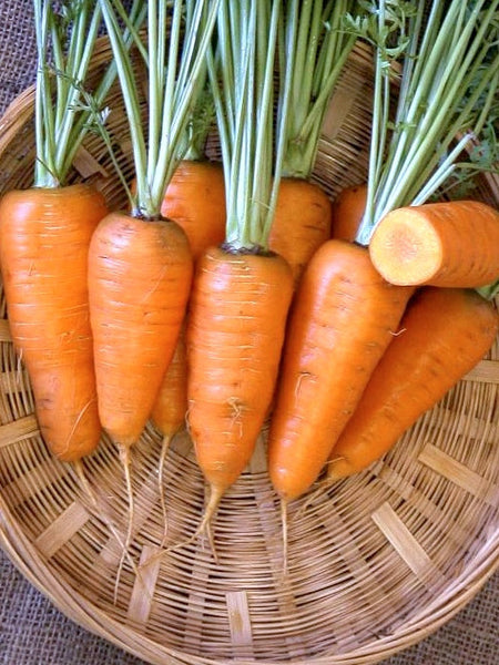 Chantenay Red Cored carrot image####
