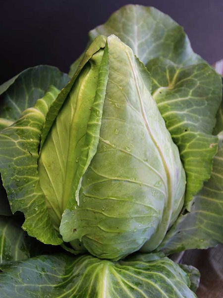 Charleston Wakefield cabbage image####