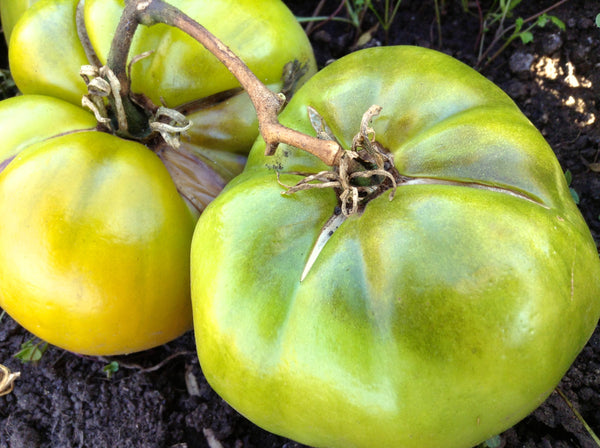 Cherokee Green tomato image####