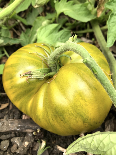 Cherokee Green tomato image####