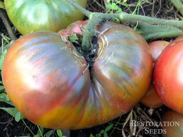 Cherokee Purple tomato image####