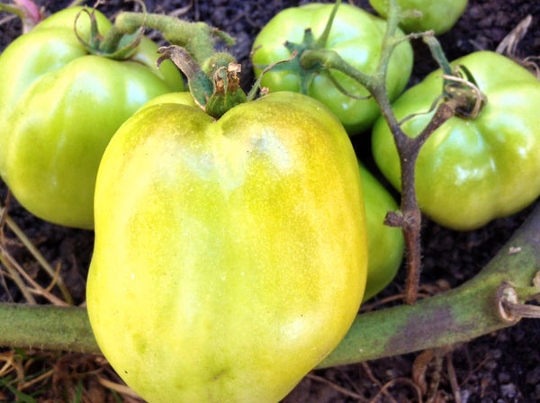 Chile Verde tomato image####