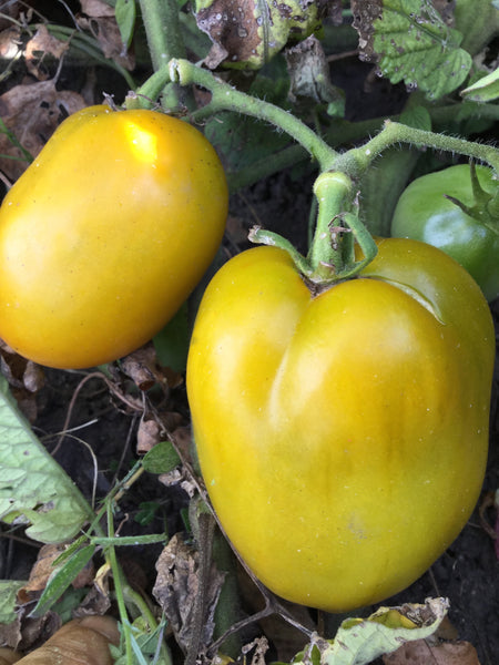 Chile Verde tomato image####