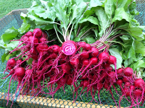 Chioggia Guardsmark beet image##Growing A Farmer##http://growingafarmer.blogspot.com/2013/06/eatwell-natural-farm-week-14.html