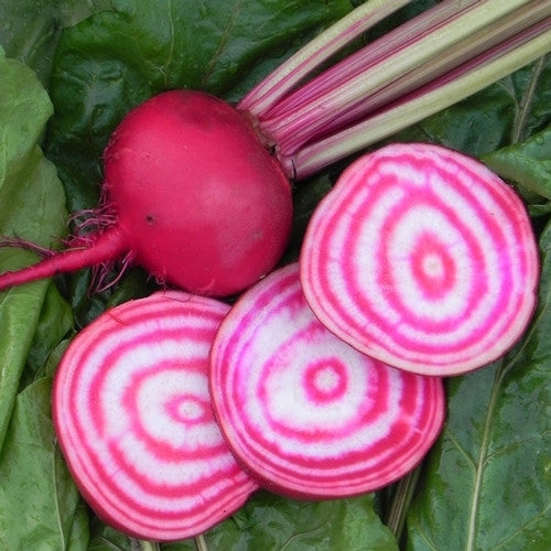 Chioggia Guardsmark beet image####