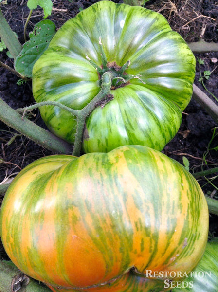 Chocolate Stripes tomato image####