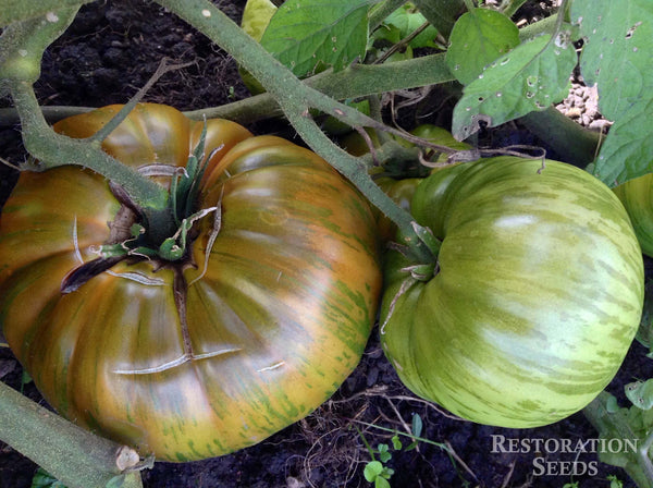 Chocolate Stripes tomato image####