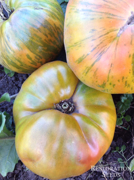 Chocolate Stripes tomato image####