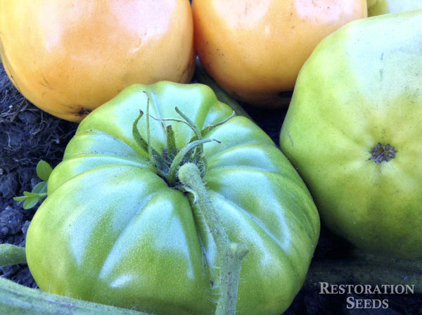Chuck’s Yellow tomato image####